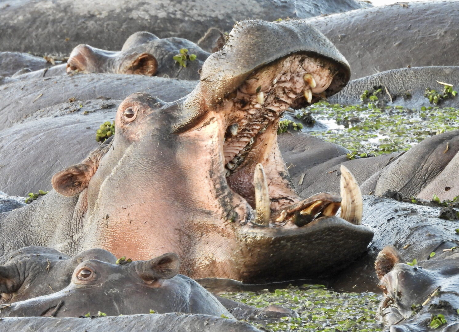 Hippo - Botswana, South Africa, Zimbabwe - R. Kostka